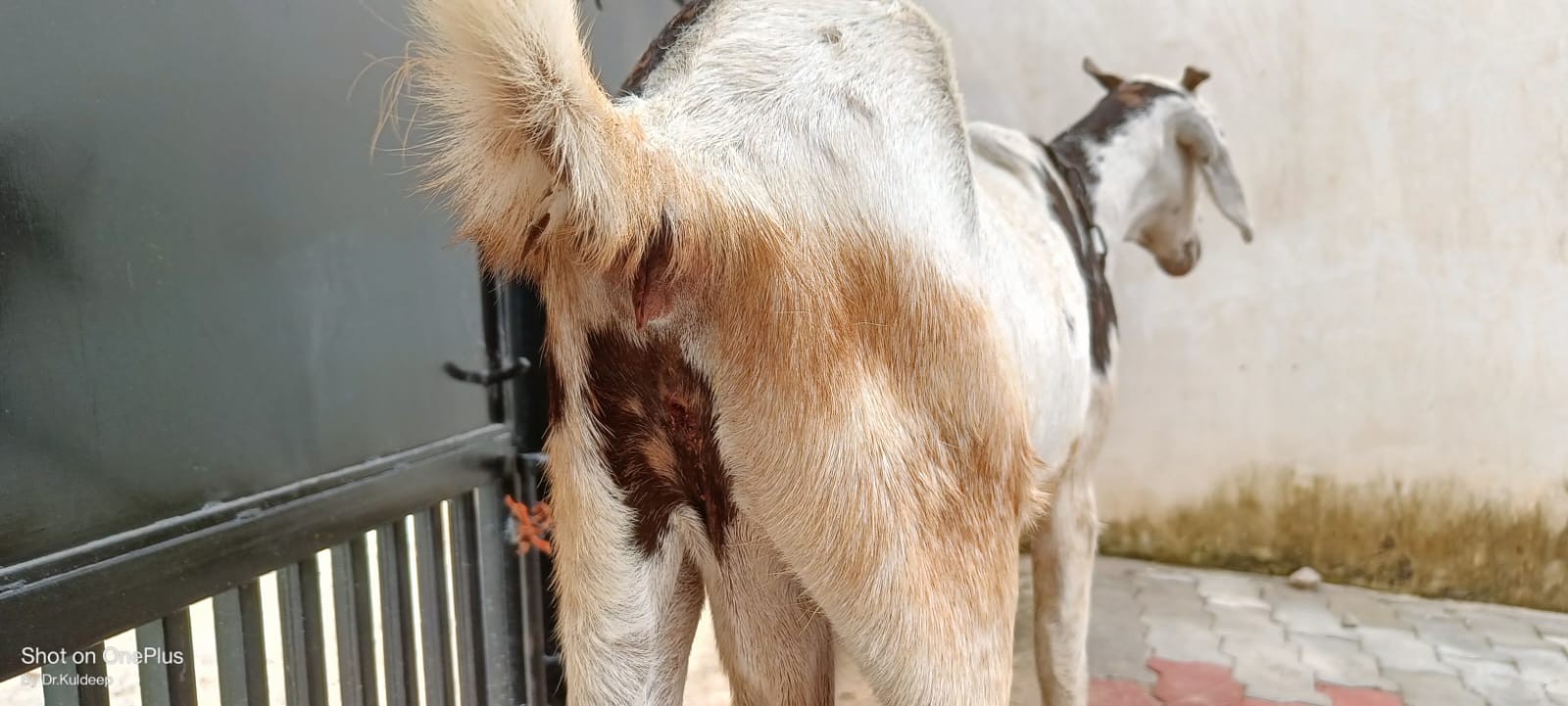 Dog Bite Wound in a Goat